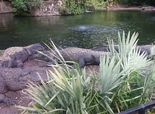 alligators_2